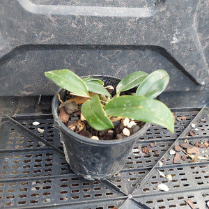 A small green leafy plant in a black plastic nursery pot filled with bark and small stones, sitting on a black plastic tray.