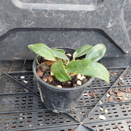 A small green leafy plant in a black plastic nursery pot filled with bark and small stones, sitting on a black plastic tray.