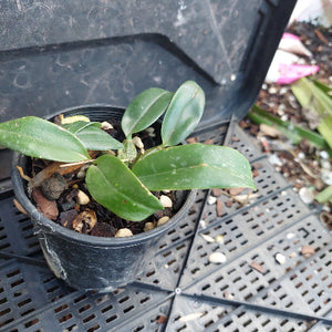 A small potted green plant in a black plastic nursery pot, placed on a black plastic tray. The plant has several glossy green leaves and is growing in a mix of soil, bark, and small white stones.
