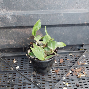 A small potted green plant in a black plastic nursery pot, placed on a black plastic tray with scattered bark and soil pieces.