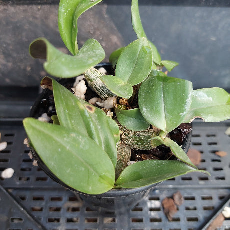 A small potted orchid plant with glossy green leaves and a textured brown pseudobulb, growing in a black plastic pot filled with soil and small white stones, placed on a black plastic tray.