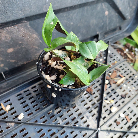 Dendrobium Brimbank Fire x Den. Avrils Gold 80mm Orchid Seedling