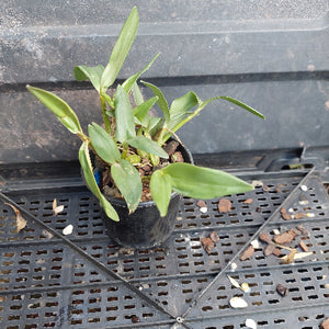 A small green leafy plant in a black plastic nursery pot, placed on a black plastic tray with soil and bark visible.