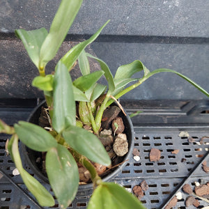 A small potted green plant with long leaves growing in a black plastic nursery pot filled with bark and small stones, placed on a black plastic grow tray.