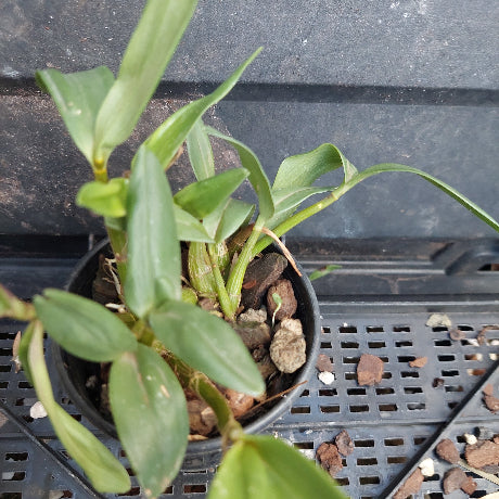 A small potted green plant with long leaves growing in a black plastic nursery pot filled with bark and small stones, placed on a black plastic grow tray.