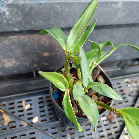 A small potted green plant with long, narrow leaves growing in a black plastic nursery pot on a black plastic tray.