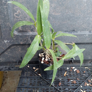A small potted green plant with long, slender leaves in a black nursery pot, sitting on a black plastic tray against a dark gray background.