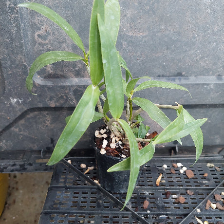 A small potted green plant with long, slender leaves in a black nursery pot, sitting on a black plastic tray against a dark gray background.