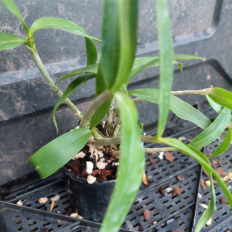 A small potted orchid plant with long green leaves growing in a black plastic nursery pot filled with bark and perlite, placed on a black plastic tray.