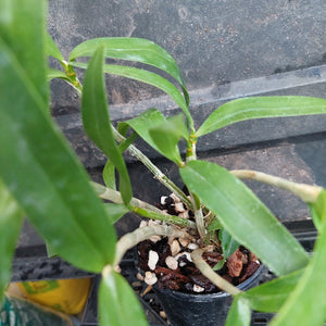 A close-up of a green leafy plant growing in a small black nursery pot filled with bark, perlite, and soil, set against a dark greenhouse background.