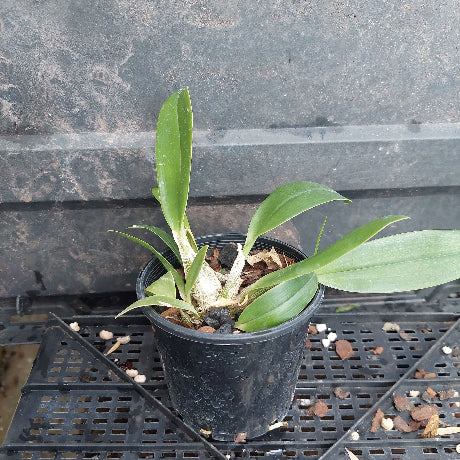 A small potted orchid plant with green leaves in a black plastic nursery pot, placed on a black plastic tray against a dark gray textured background.