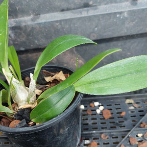A potted orchid plant with broad green leaves in a black plastic nursery pot filled with bark and perlite, photographed on a black plastic tray.