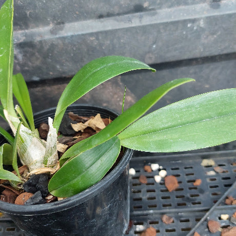 A potted orchid plant with broad green leaves in a black plastic nursery pot filled with bark and perlite, photographed on a black plastic tray.