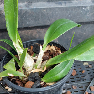 A potted green orchid plant with broad, sword-like leaves growing in a black plastic nursery pot filled with bark, wood chips, and small stones.