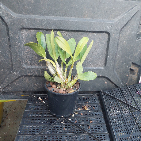 A potted epiphytic orchid plant with green leaves in a black plastic pot filled with brown pebbles, placed on a black plastic tray in front of a large black container.