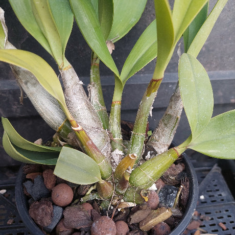A close-up of a potted Dendrobium orchid plant with green leaves and pale green to gray pseudobulbs, growing in a black nursery pot filled with brown and black pebbles.