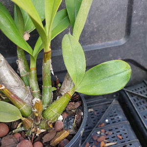 A close-up of a potted orchid plant with green leaves and stems, growing in a black plastic pot filled with brown pebbles, placed on a black plastic tray.