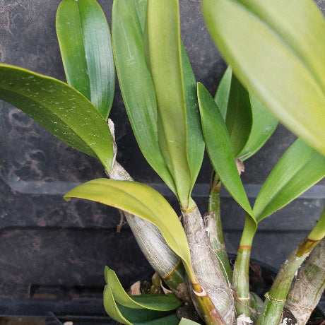 Close-up of a live orchid plant with green leaves and pale stems, photographed against a dark nursery background.