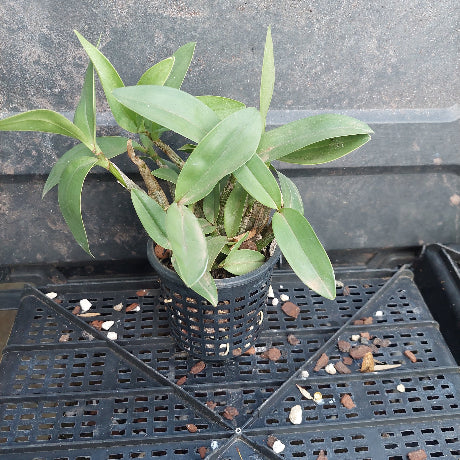 A small potted orchid plant with green leaves in a black plastic nursery pot, placed on a black plastic tray with scattered decorative stones.