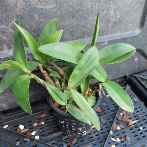 A potted green orchid plant with long, slender leaves in a black plastic nursery pot, sitting on a black plastic tray.