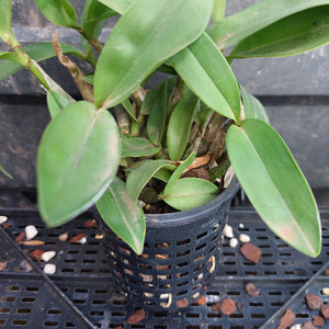 A potted green orchid plant with broad leaves in a black plastic nursery pot, placed on a black plastic tray.