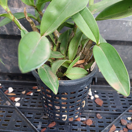 A green leafy plant in a black plastic nursery pot with drainage holes, placed on a black plastic tray with small stones.