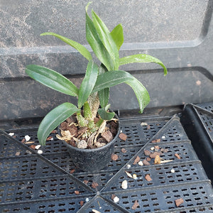A small potted green plant with long, narrow leaves in a black plastic nursery pot filled with bark and small stones, sitting on a black plastic tray.