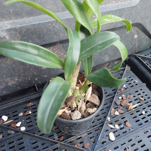 A potted green plant with long, slender leaves growing in a small black nursery pot filled with bark and small stones, placed on a black plastic tray.