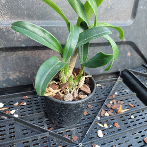 A small potted orchid plant with long green leaves and a brown trunk, growing in a black plastic nursery pot filled with bark and stones, placed on a black plastic tray.