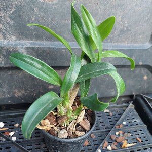 A small potted green orchid plant in a black plastic nursery pot filled with bark and pebbles, photographed on a black plastic tray against a dark gray background.