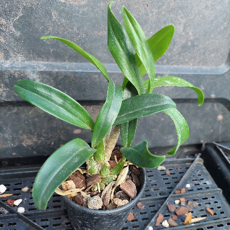 A small potted green orchid plant in a black plastic nursery pot filled with bark and pebbles, photographed on a black plastic tray against a dark gray background.