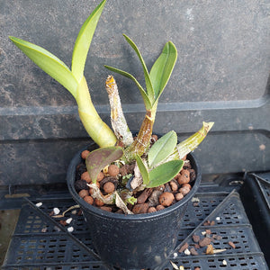 A potted orchid plant with green leaves and pale yellow pseudobulbs, growing in a black plastic pot filled with brown clay pebbles, placed on a black plastic tray against a dark gray background.
