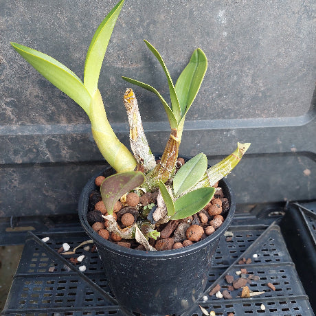 A potted orchid plant with green leaves and pale yellow pseudobulbs, growing in a black plastic pot filled with brown clay pebbles, placed on a black plastic tray against a dark gray background.