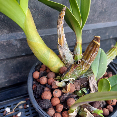 A close-up of an orchid plant in a black plastic pot filled with brown clay pebbles and growing medium, photographed against a dark tiled surface.