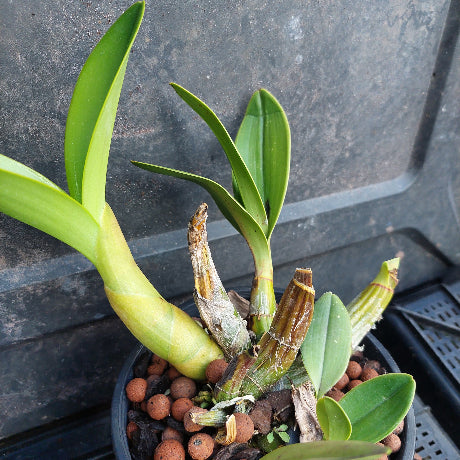 A potted Dendrobium orchid plant with green leaves and brown pseudobulbs, growing in a black plastic pot filled with brown hydroponic clay pebbles, set against a dark textured background.