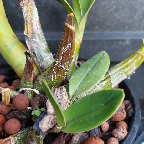 Close-up of a potted Dendrobium orchid plant with green leaves and brown pseudobulbs growing in a black plastic pot filled with reddish-brown clay pebbles.