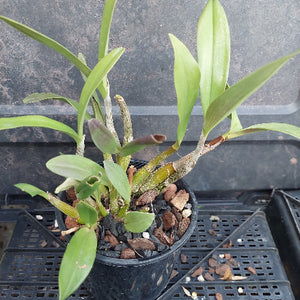 A potted Dendrobium orchid plant with green leaves and brown pseudobulbs, growing in a black plastic pot filled with bark and small stones, placed on a black plastic tray.