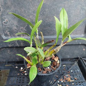 A small potted green orchid plant in a black nursery pot filled with bark and small stones, photographed against a dark plastic nursery tray background.