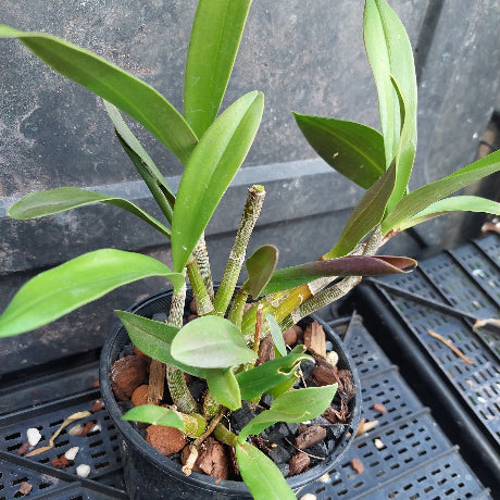 A potted orchid plant with long green leaves and multiple stems, growing in a black plastic nursery pot filled with bark and small stones, photographed on a black plastic tray.