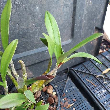 A close-up of a green orchid plant growing in a black plastic pot filled with bark, placed on a black nursery tray.