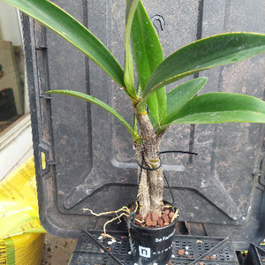 A potted orchid plant with long green leaves and a brown trunk, growing in a black plastic pot filled with brown bark, placed on a black plastic tray in front of a dark container.