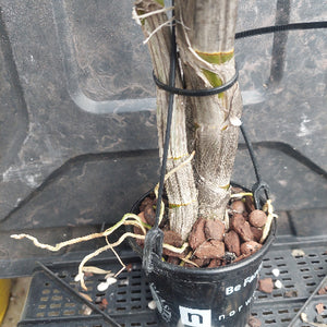A potted live plant with multiple upright stems wrapped in black ties, shown in a black nursery pot filled with bark mulch and roots, photographed against a dark plastic truck bed.