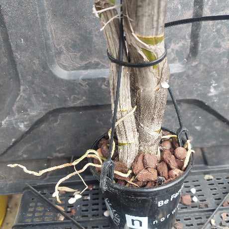 A potted live plant with multiple upright stems wrapped in black ties, shown in a black nursery pot filled with bark mulch and roots, photographed against a dark plastic truck bed.