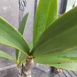 Close-up of a green leafy plant with broad lance-shaped leaves and a thick central stem, photographed outdoors against a dark gray background.