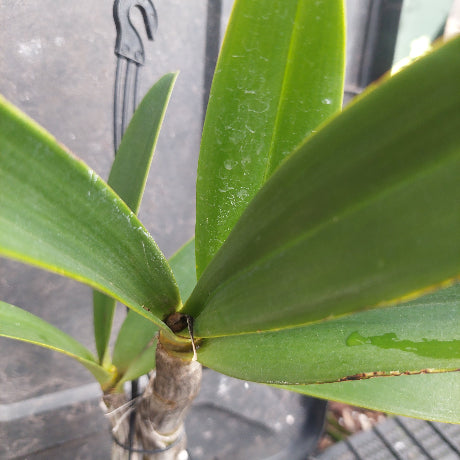 Close-up of a green leafy plant with broad lance-shaped leaves and a thick central stem, photographed outdoors against a dark gray background.