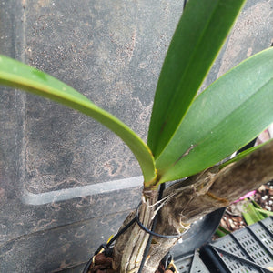 A close-up of a live orchid plant with green leaves and a brown pseudobulb, secured with black wire in a pot against a dark plastic nursery tray background.