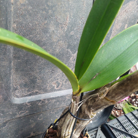 A close-up of a live orchid plant with green leaves and a brown pseudobulb, secured with black wire in a pot against a dark plastic nursery tray background.