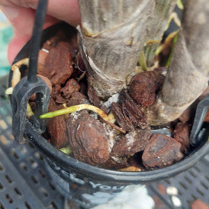 A close-up of a potted plant with a thick textured brown trunk, growing in a black plastic nursery pot filled with bark and small green sprouts. A hand is holding the pot at the top left.
