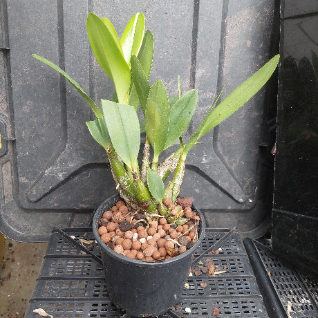 A potted orchid plant with green leaves and visible roots, growing in a black plastic pot filled with brown clay pebbles, placed on a black plastic nursery tray.