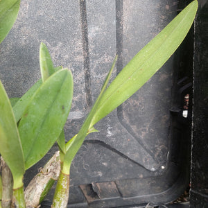 Green orchid leaves growing in a black plastic starter tray.